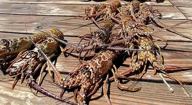 Mini Season in the Keys: We Love It. We Hate It. We Deal With It.